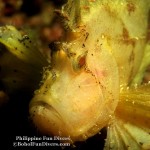 Philippine Fun Divers Alona Beach Panglao Bohol under water creatures