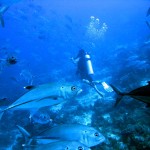 Philippine Fun Divers - Divers Alona Beach Panglao Bohol 10