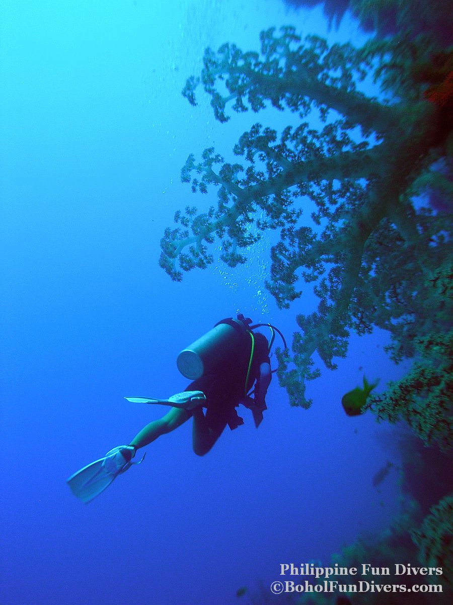 Philippine Fun Divers - Divers Alona Beach Panglao Bohol diver and gorgonian fan