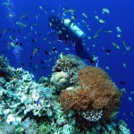 Philippine Fun Divers - Divers Alona Beach Panglao Bohol 9