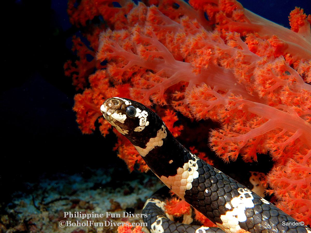 Philippine Fun Divers Alona Beach Panglao Bohol under water creatures