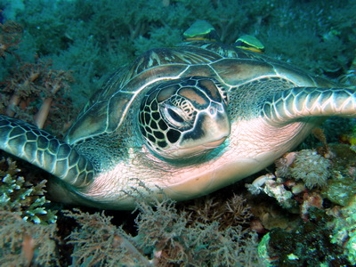 Sea Turtle Bohol