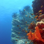 Philippine Fun Divers Alona Beach Panglao Bohol Reef scene 1