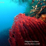 Philippine Fun Divers Alona Beach Panglao Bohol Reef scene 16