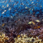 Philippine Fun Divers Alona Beach Panglao Bohol Reef scene 4