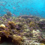 Philippine Fun Divers Alona Beach Panglao Bohol Reef scene 7